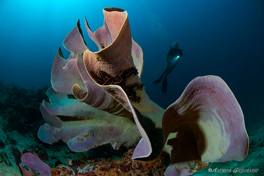 PHILIPPINES: ROMBLON RARE CRITTERS — March 26 – April 7, 2027