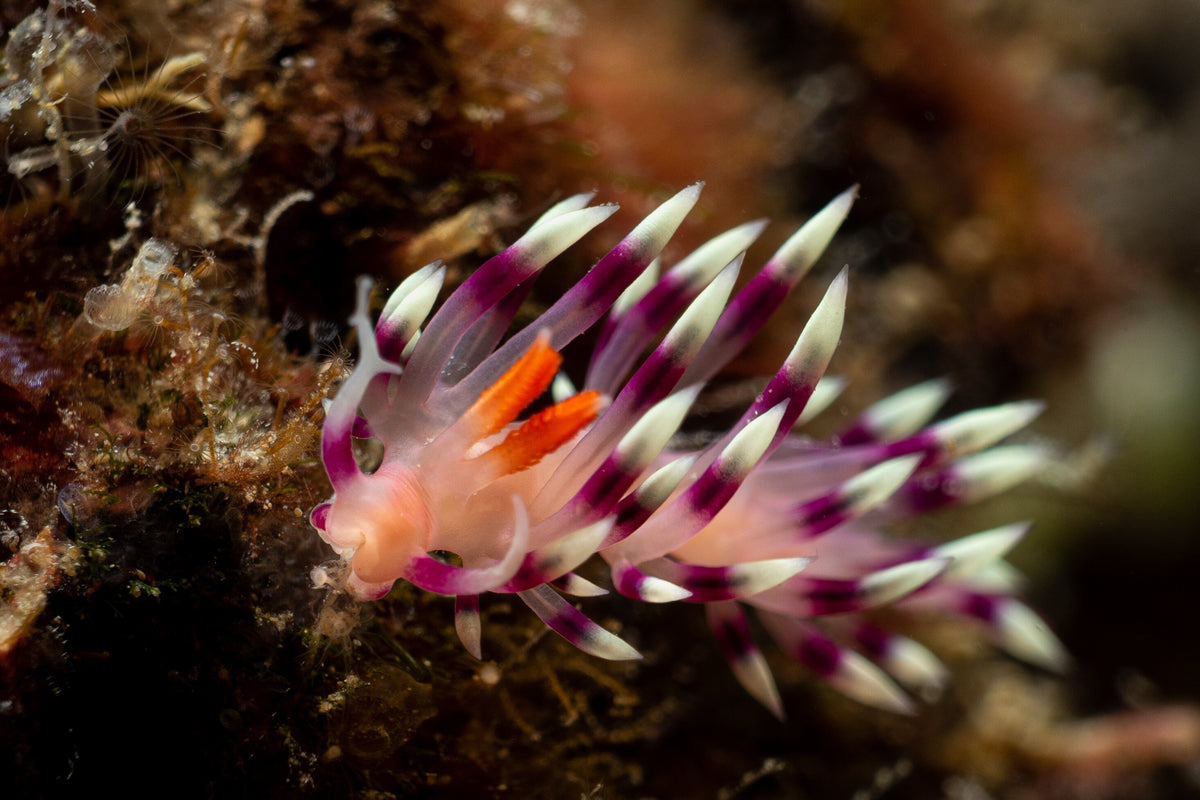 Colourful nudibranch photographed on a reef at Redang Island, Malaysia