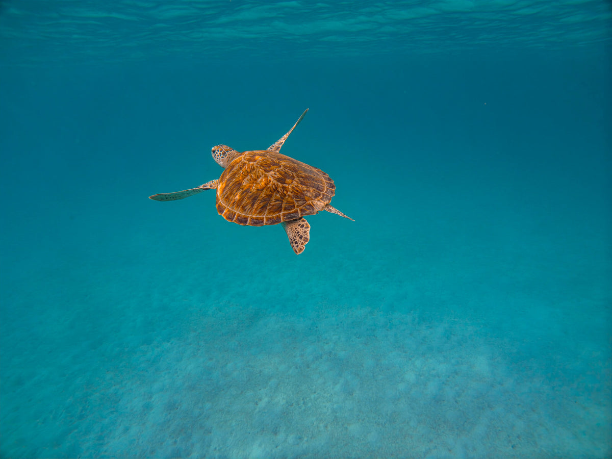 Sea turtle swimming below the surface near Redang Island, Malaysia