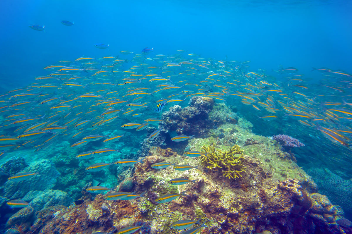 School of yellow fish above a coral reef near Redang Island, Malaysia