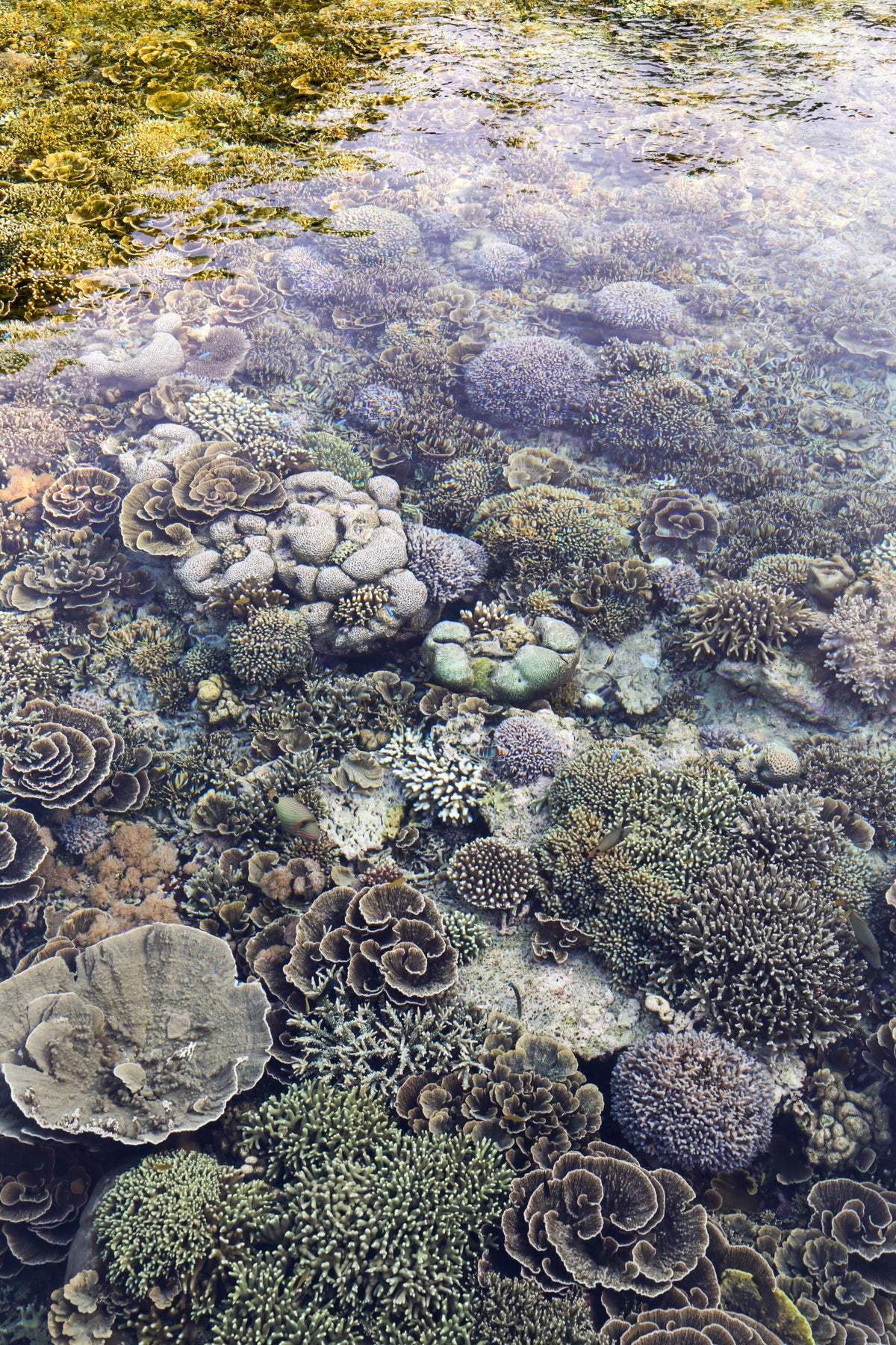 Shallow corals at Sali Bay Resort