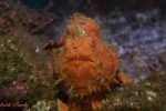Macro diving on a Two Fish Divers day trip from Sanur