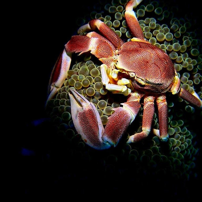 Scuba de Oro Camiguin