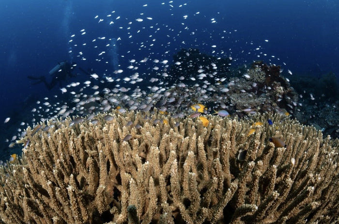 Scuba de Oro Camiguin