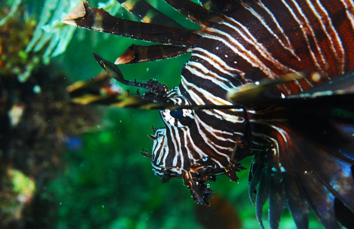 Sea Explorers Philippines — Sipalay