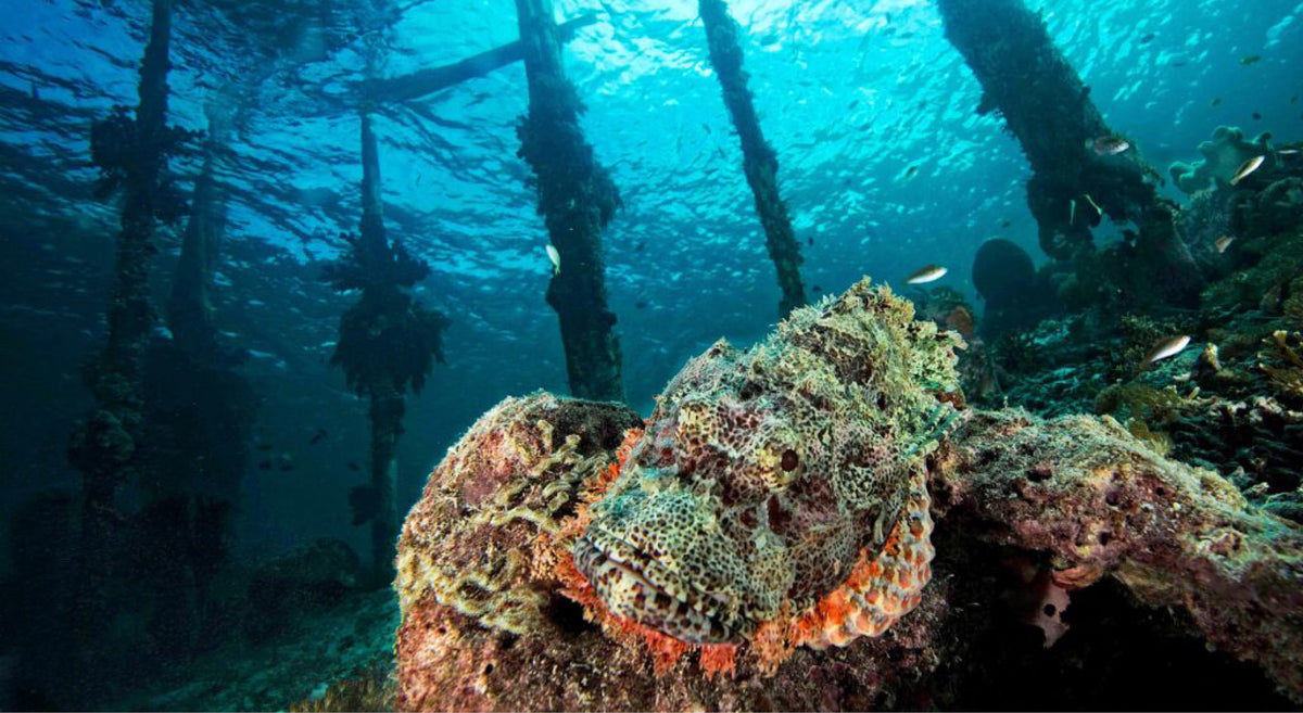 The Seven Seas — Raja Ampat — Sorong to Sorong
