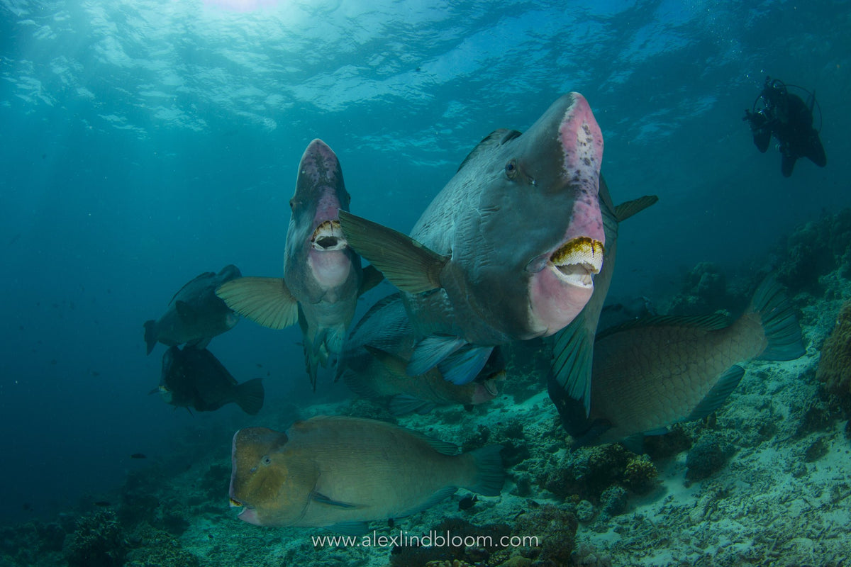 Celebes Explorer 9 — Sipadan & Mabul — 8 Days / 7 Nights