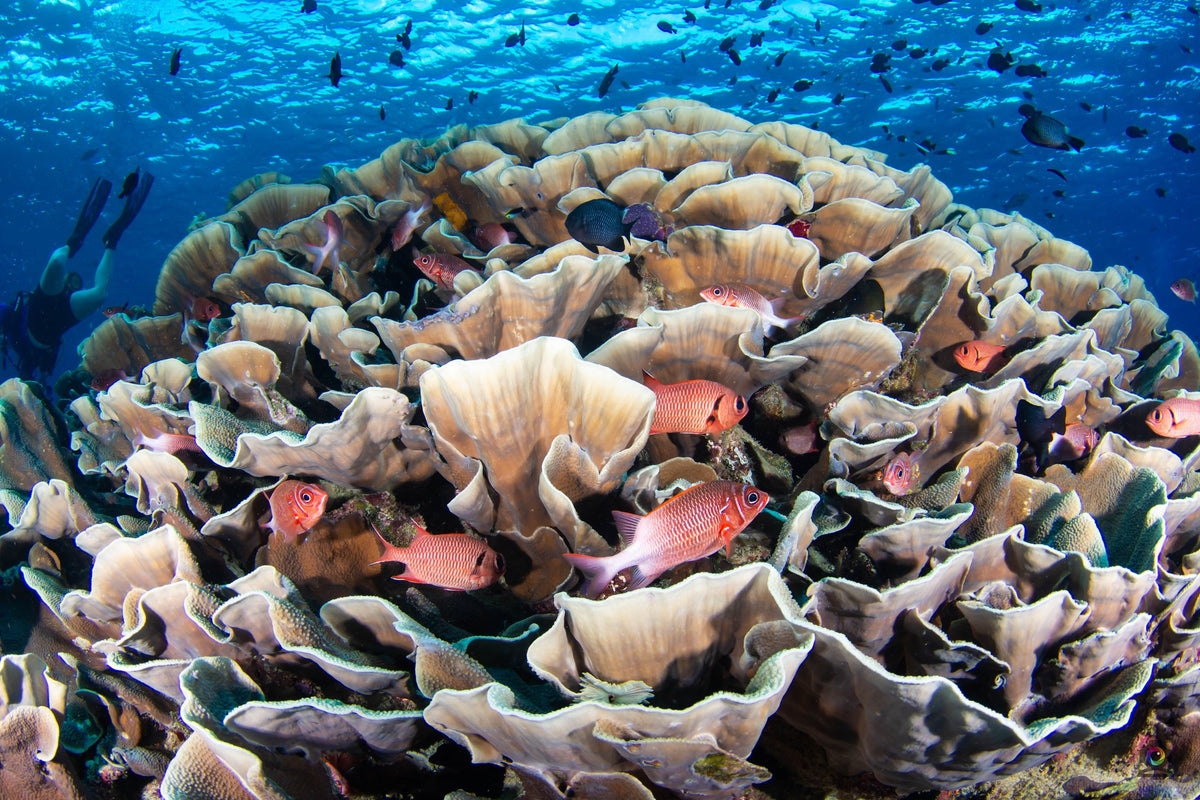 Celebes Explorer 9 — Sipadan & Mabul — 8 Days / 7 Nights