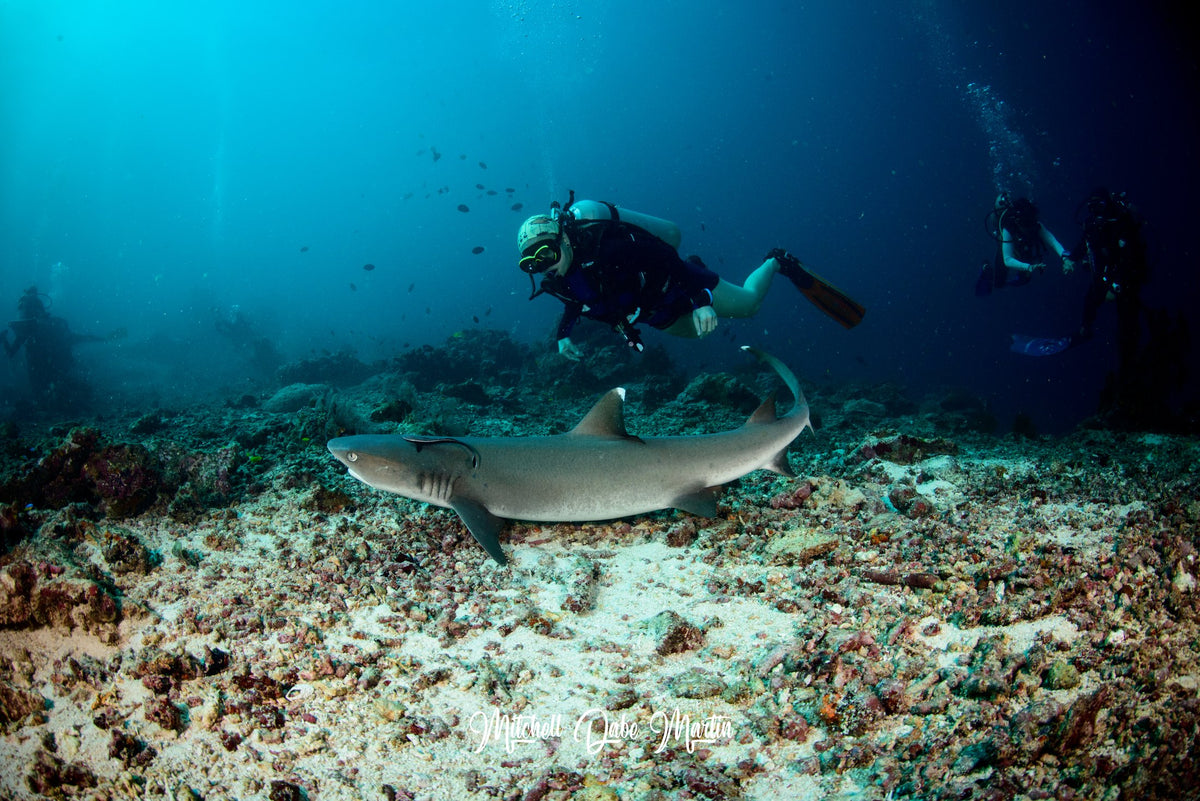 Celebes Explorer 9 — Sipadan & Mabul — 8 Days / 7 Nights