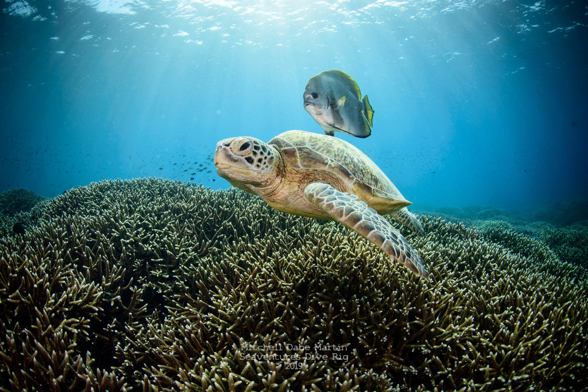 Celebes Explorer 9 — Sipadan & Mabul — 8 Days / 7 Nights