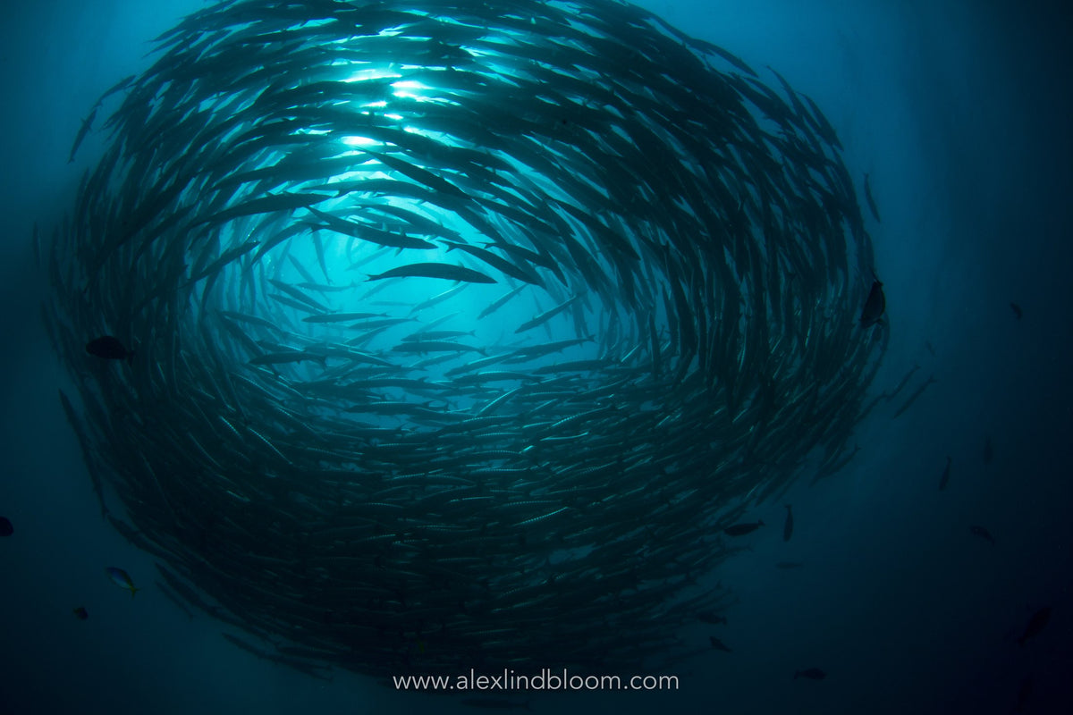 Celebes Explorer 9 — Sipadan & Mabul — 8 Days / 7 Nights