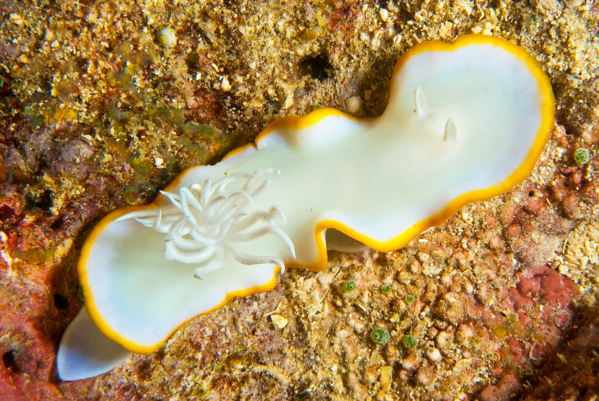 White and yellow Ardeadoris egretta nudibranch photographed in Siquijor, Philippines