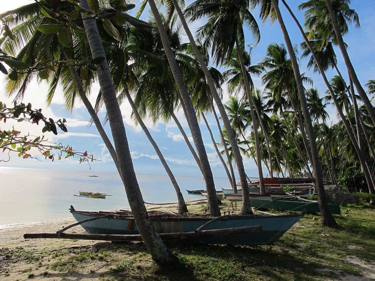 Palm trees and an outrigger boat at Paliton Beach, Siquijor