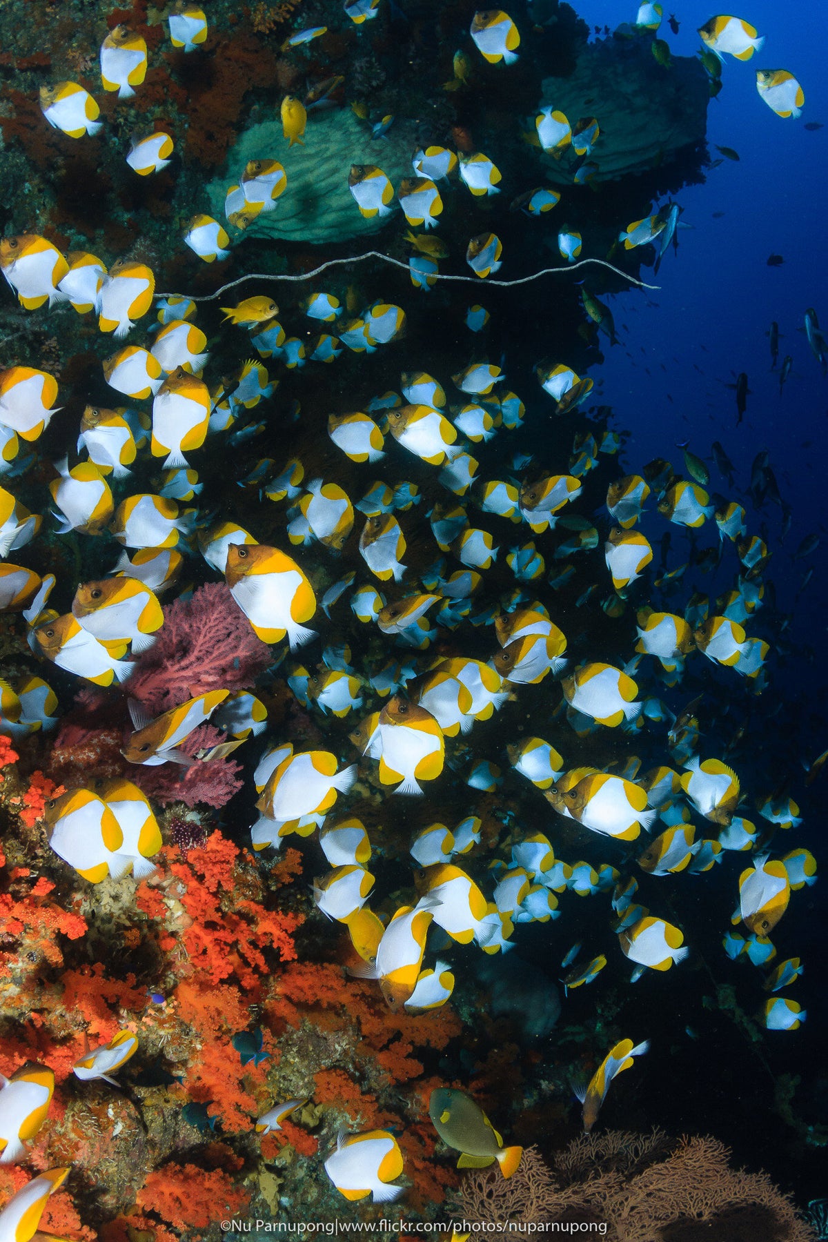Solitude Adventurer — Ambon / Banda / Raja Ampat - 12N