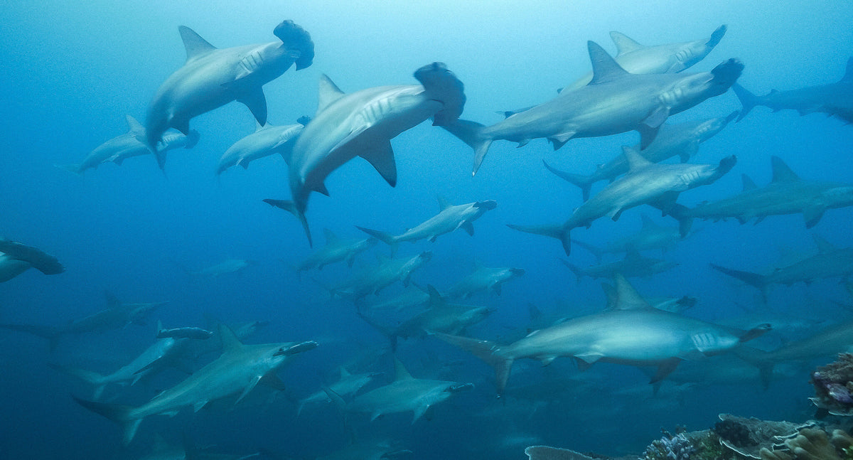 Solitude Adventurer — Ambon / Banda / Raja Ampat - 12N