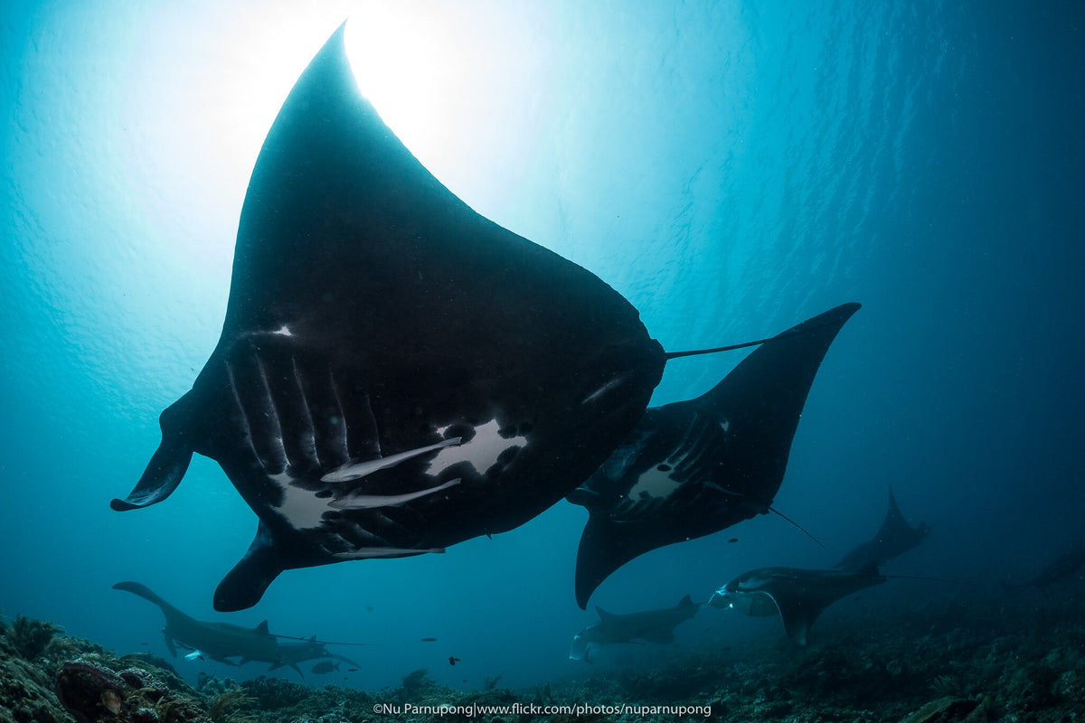 Solitude Adventurer — Komodo North & South - 6N