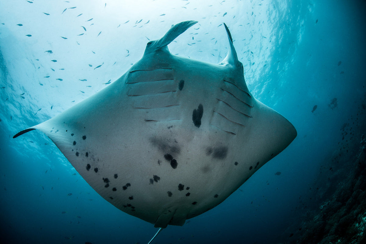 Solitude Adventurer — Komodo North & South - 6N