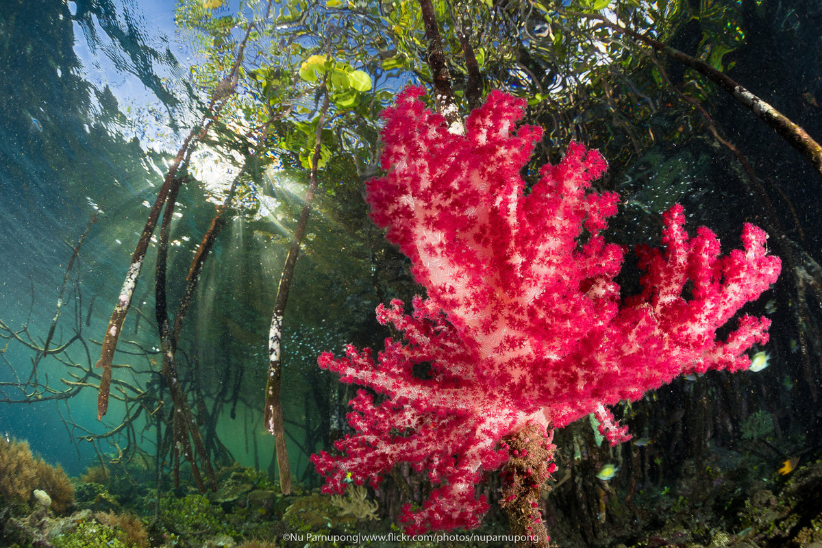 Solitude Adventurer — Raja Ampat / Misool (RM4) - 8N