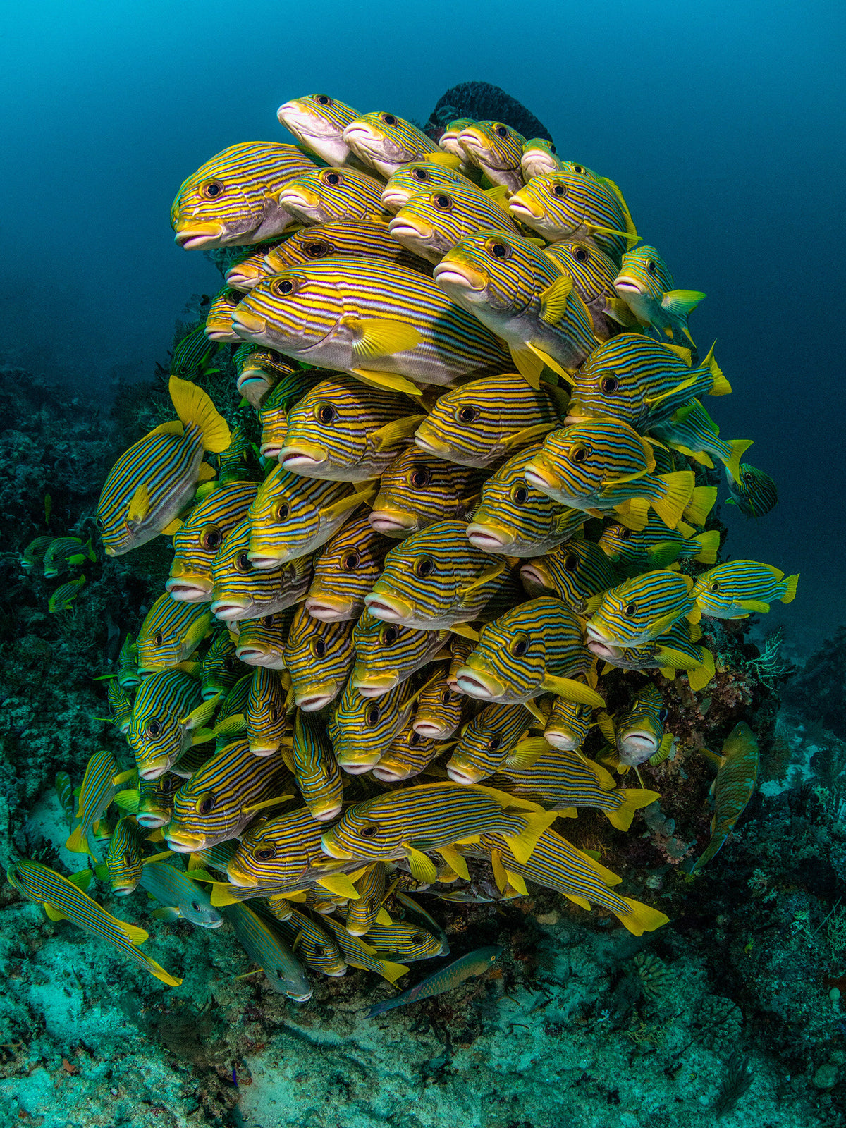Solitude Adventurer — Raja Ampat / Misool (RM4) - 8N