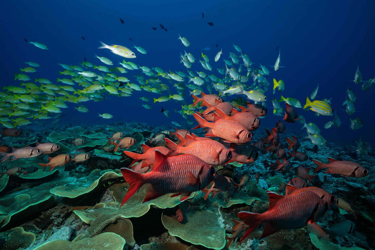 Solitude Gaia Palau — Palau 10N - (SG)