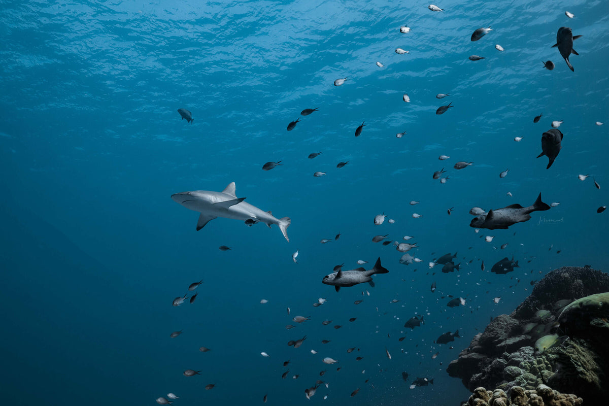 Solitude Gaia Palau — Palau 10N - (SG)