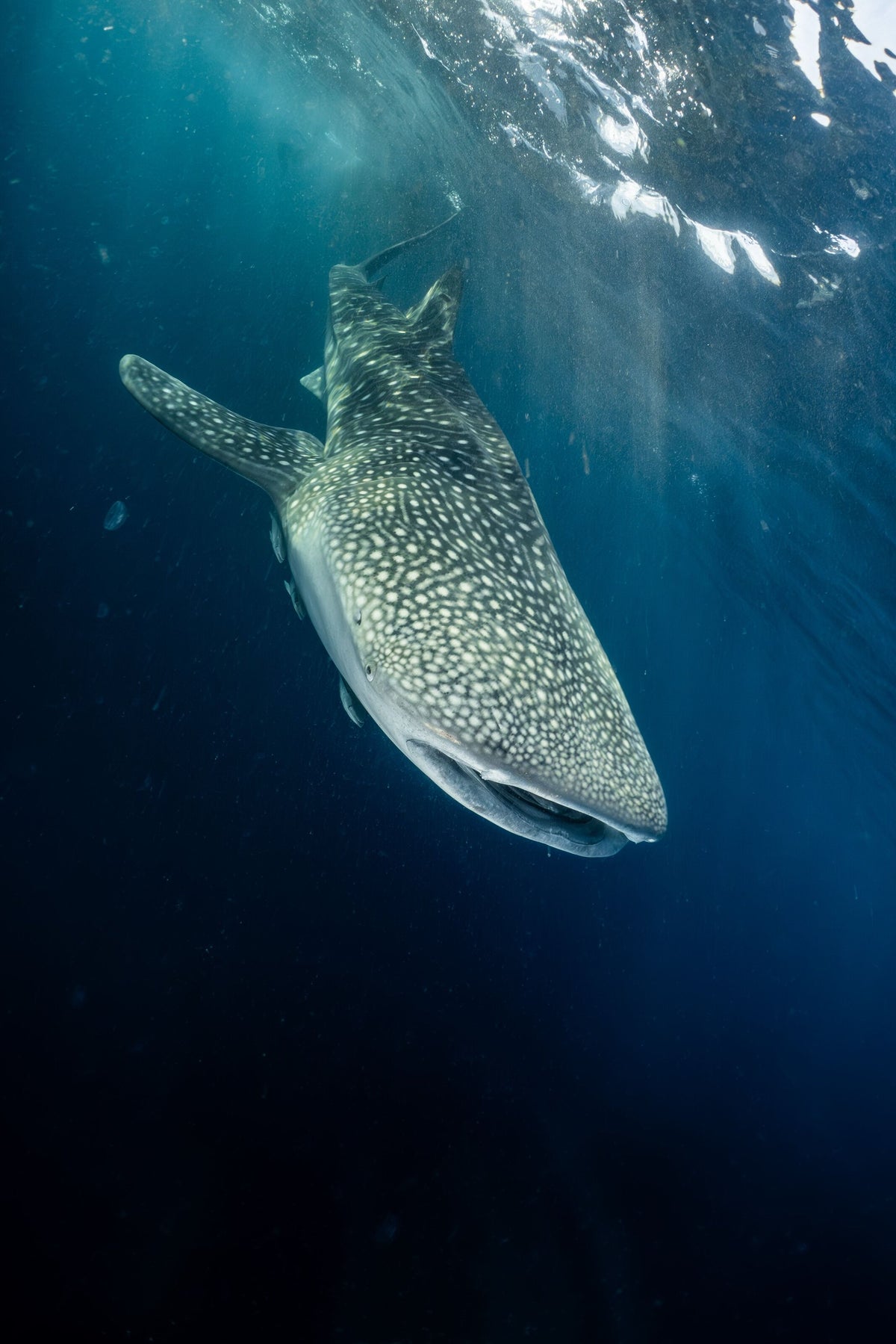 Whale shark below the surface in Saleh Bay, Sumbawa, Indonesia