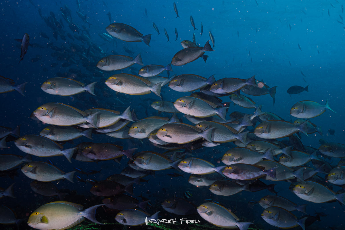 Sundari Voyages — Komodo Diving Photography Shared Trip — Labuan Bajo to Labuan Bajo — 3 Nights