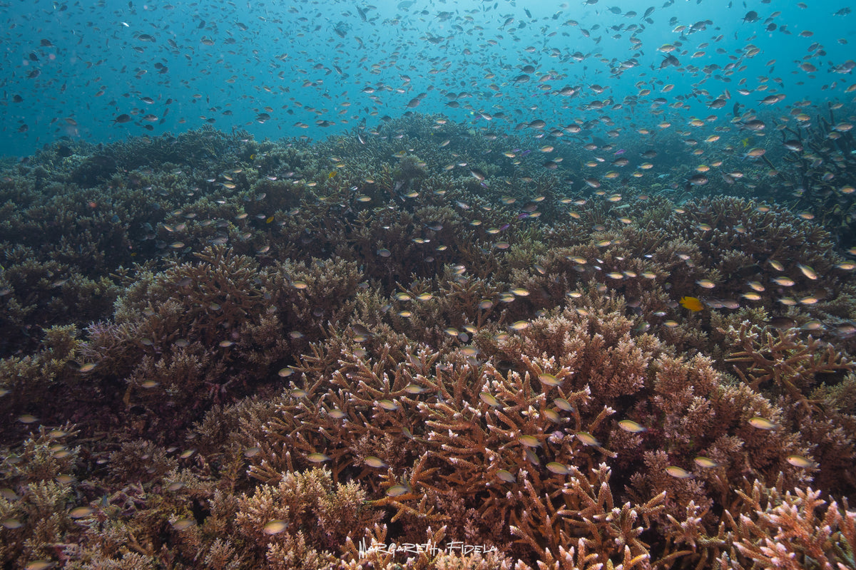Sundari Voyages — Komodo Diving Photography Shared Trip — Labuan Bajo to Labuan Bajo — 3 Nights