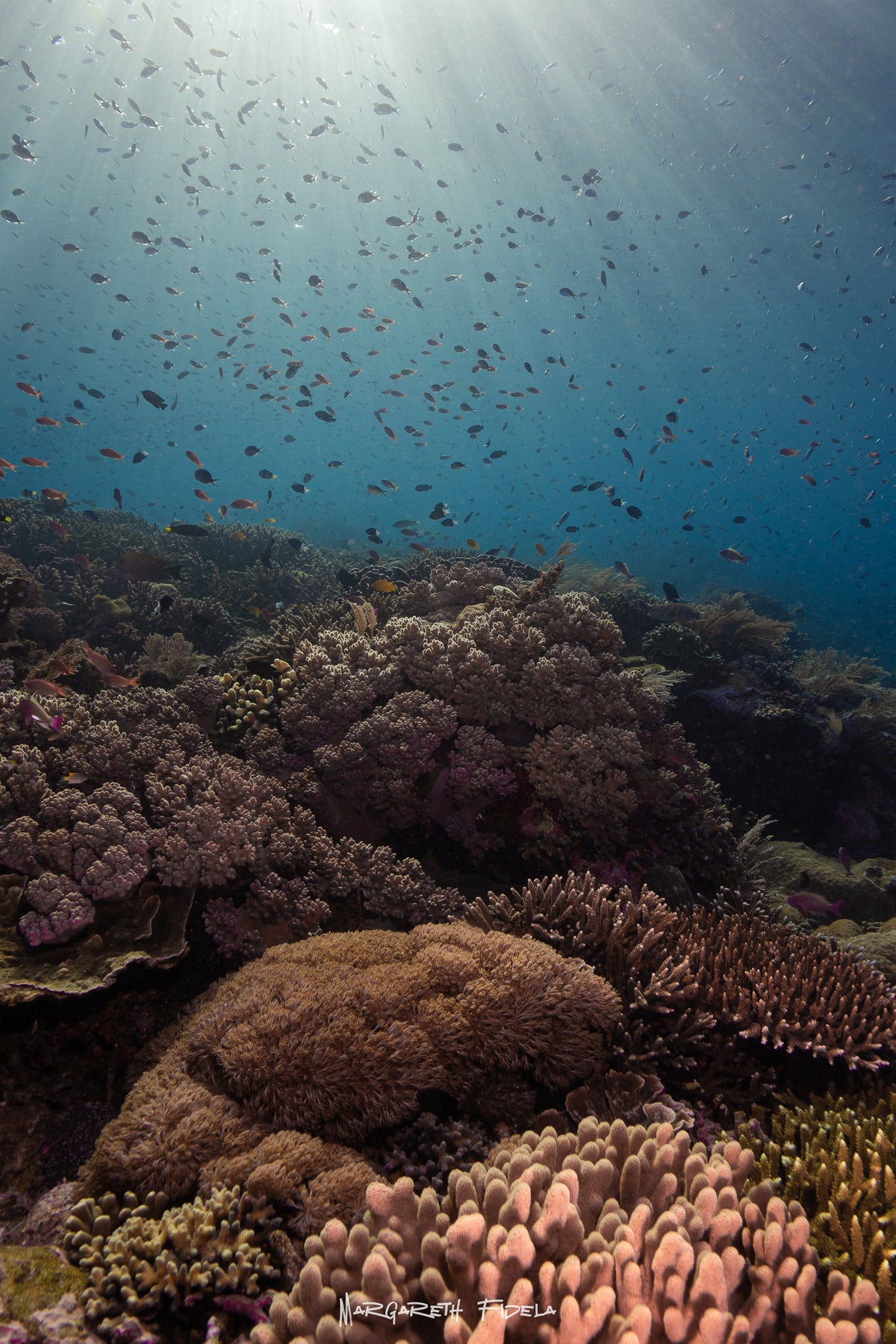 Sundari Voyages — Komodo Diving Photography Shared Trip — Labuan Bajo to Labuan Bajo — 3 Nights