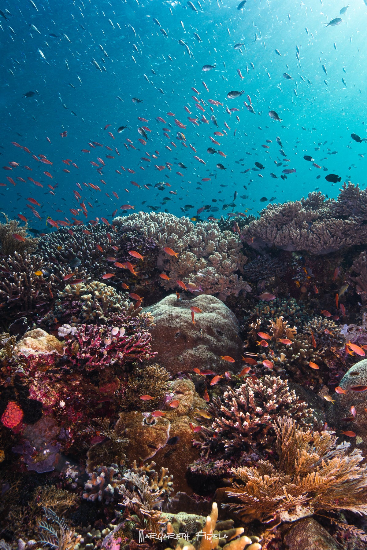 Sundari Voyages — Komodo Diving Photography Shared Trip — Labuan Bajo to Labuan Bajo — 3 Nights