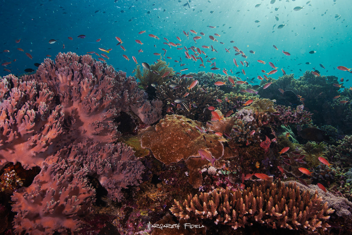 Sundari Voyages — Komodo Diving Photography Shared Trip — Labuan Bajo to Labuan Bajo — 3 Nights