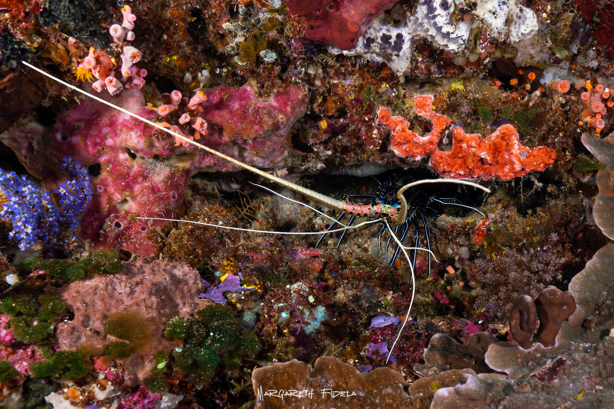 Sundari Voyages — Komodo Diving Photography Shared Trip — Labuan Bajo to Labuan Bajo — 3 Nights