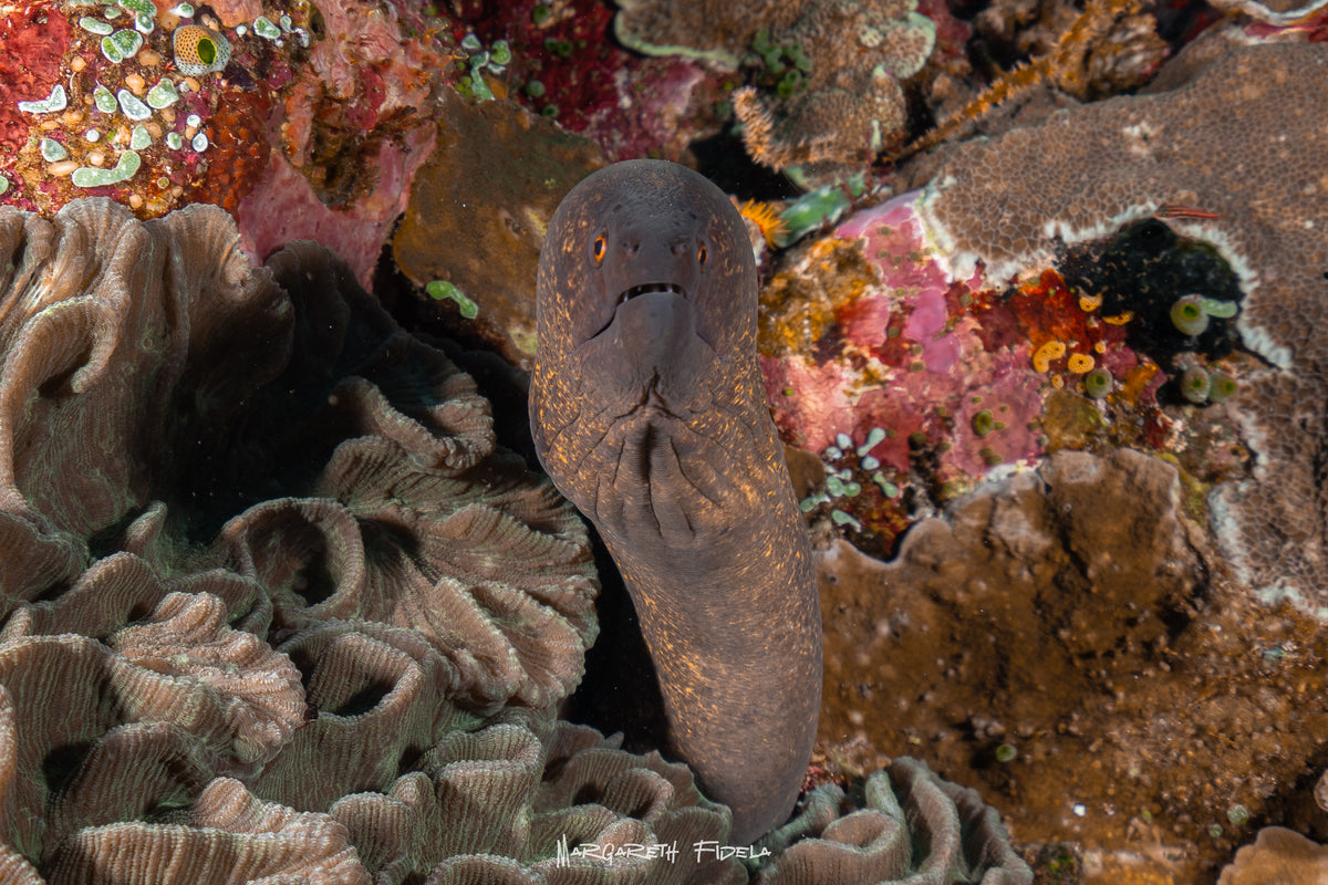 Sundari Voyages — Komodo Diving Photography Shared Trip — Labuan Bajo to Labuan Bajo — 3 Nights