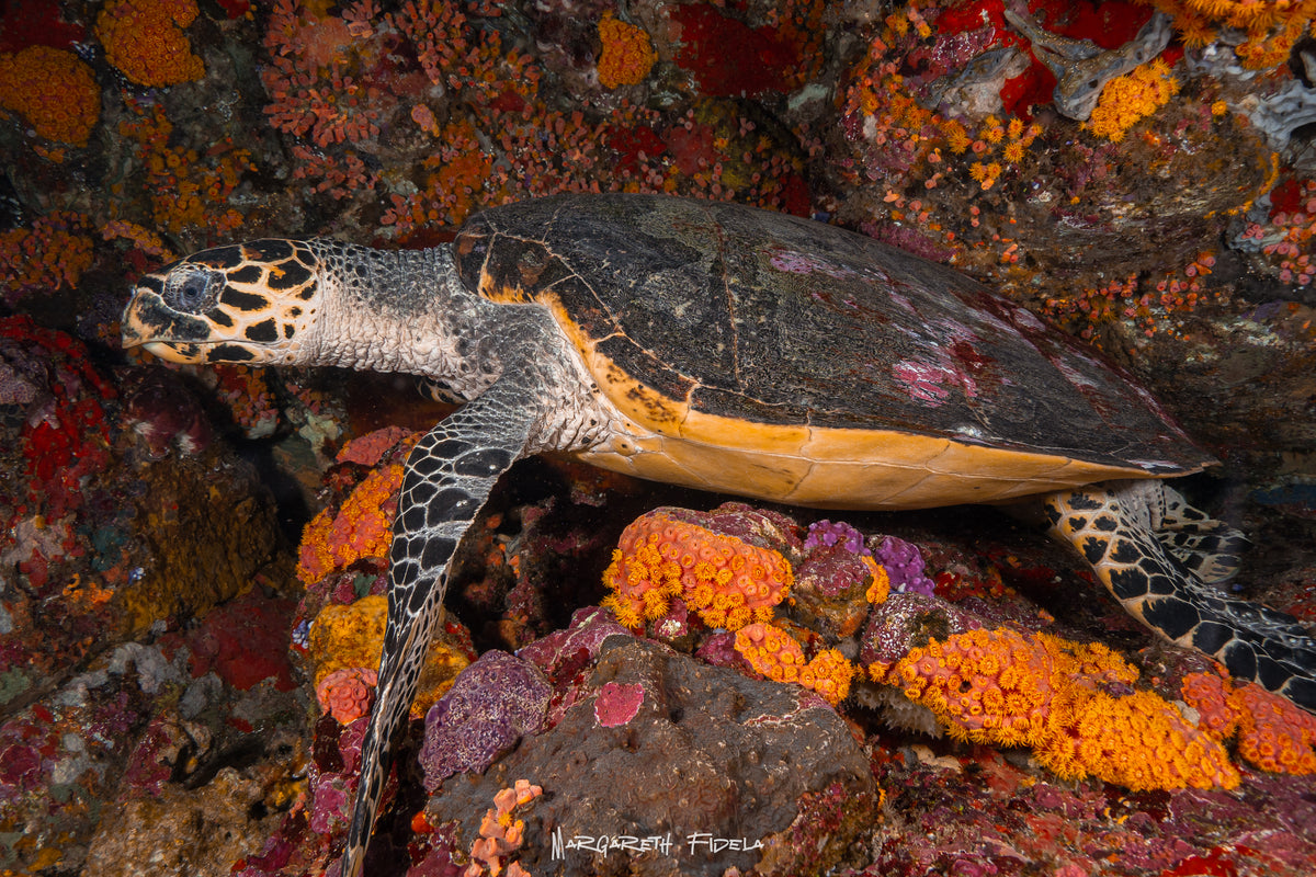 Sundari Voyages — Komodo Diving Photography Shared Trip — Labuan Bajo to Labuan Bajo — 3 Nights