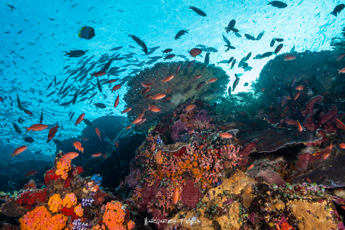 Sundari Voyages — Komodo Diving Photography Shared Trip — Labuan Bajo to Labuan Bajo — 3 Nights