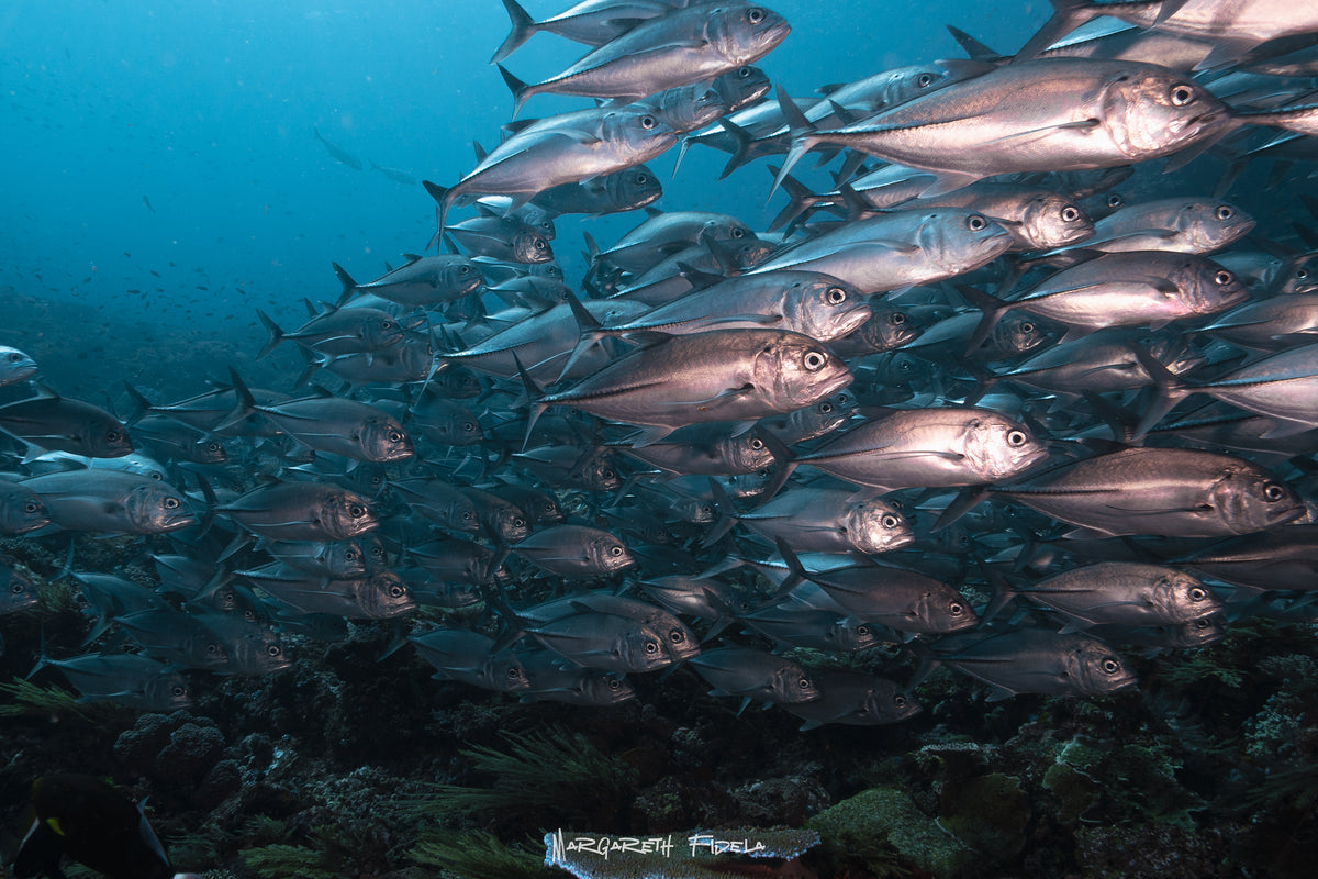 Sundari Voyages — Komodo Diving Photography Shared Trip — Labuan Bajo to Labuan Bajo — 3 Nights