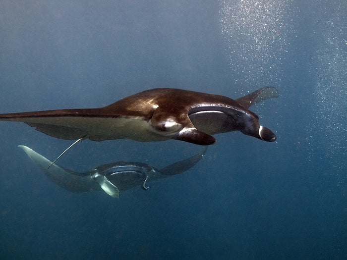 Tamarind Divers — Nusa Lembongan