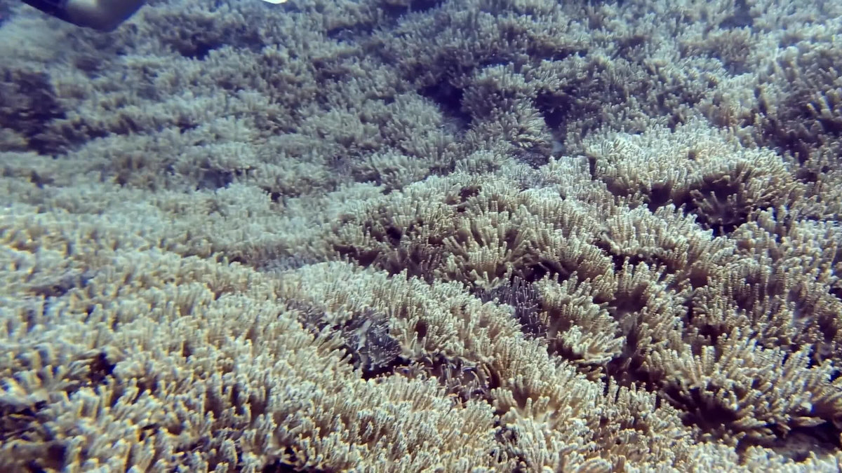 Extensive branching coral garden at Tenggol Island