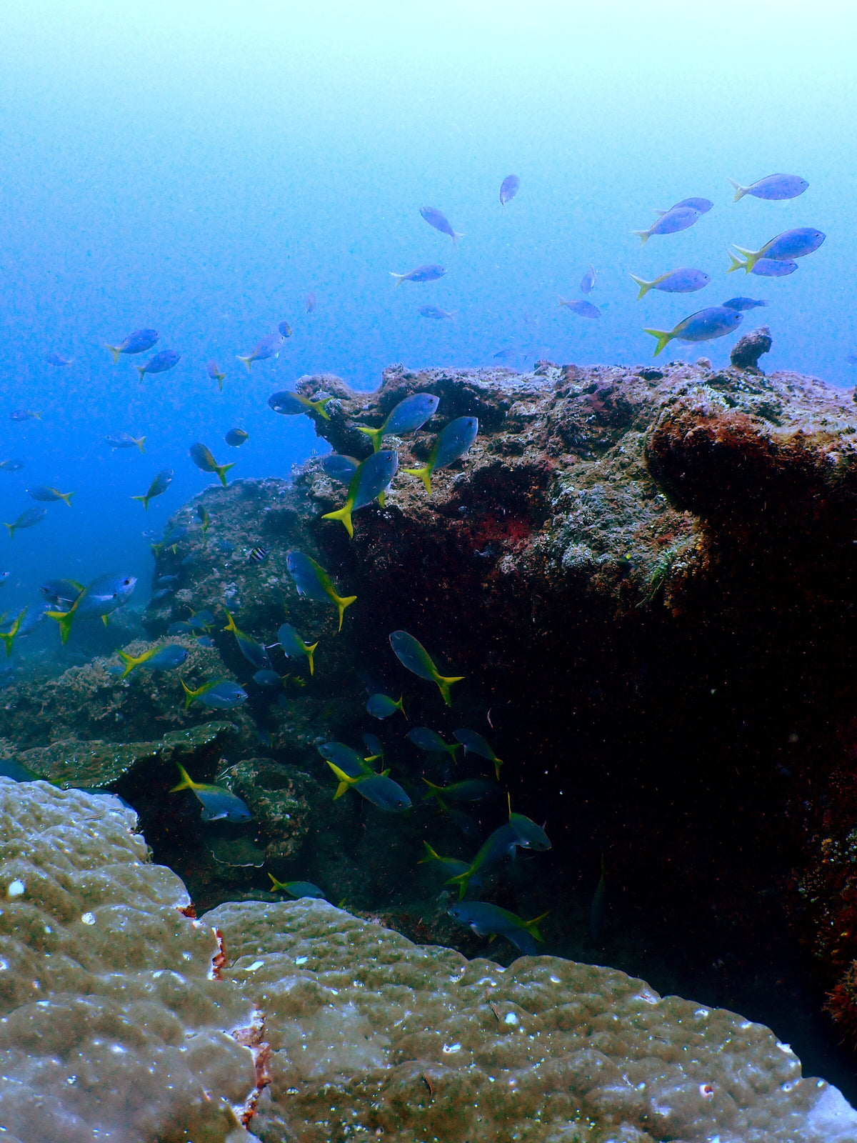 Reef fish and corals in the blue waters of Tenggol Island, Malaysia