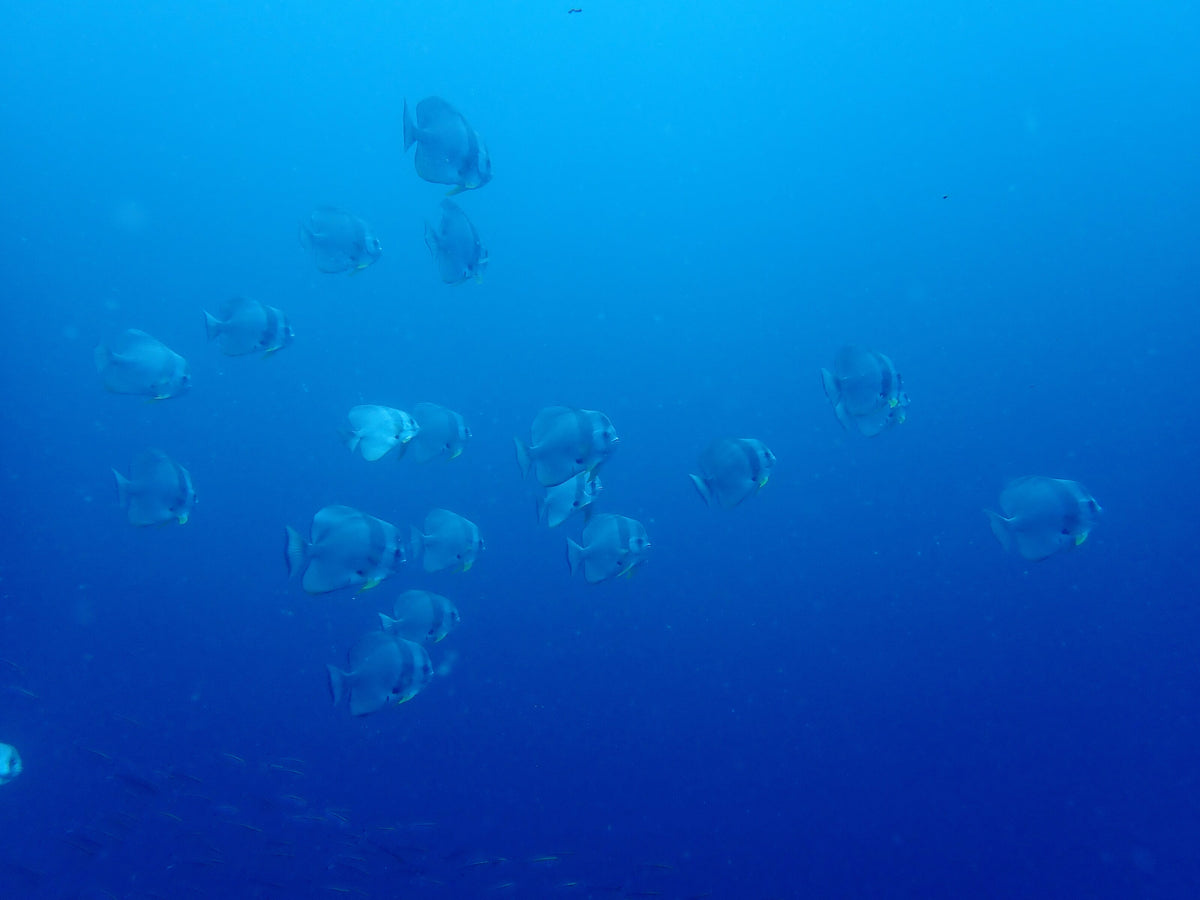 School of fish swimming in open blue water near Tenggol Island, Malaysia