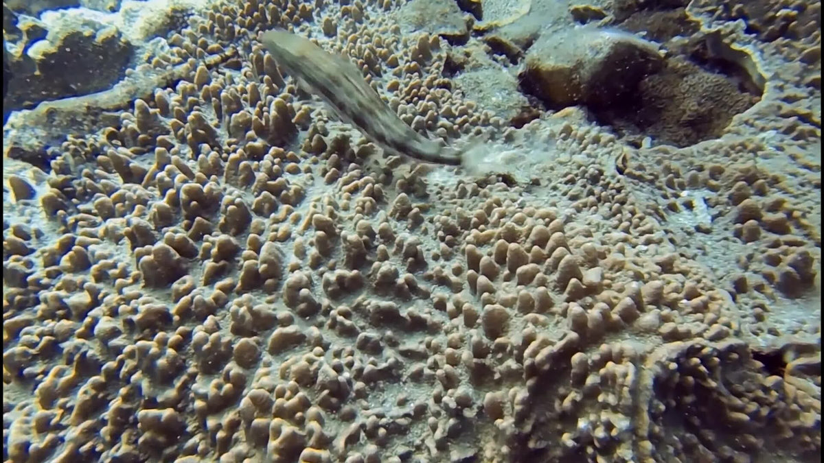 Reef fish above branching corals at Tenggol Island