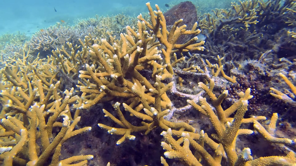 Sea turtle among branching corals at Tenggol Island