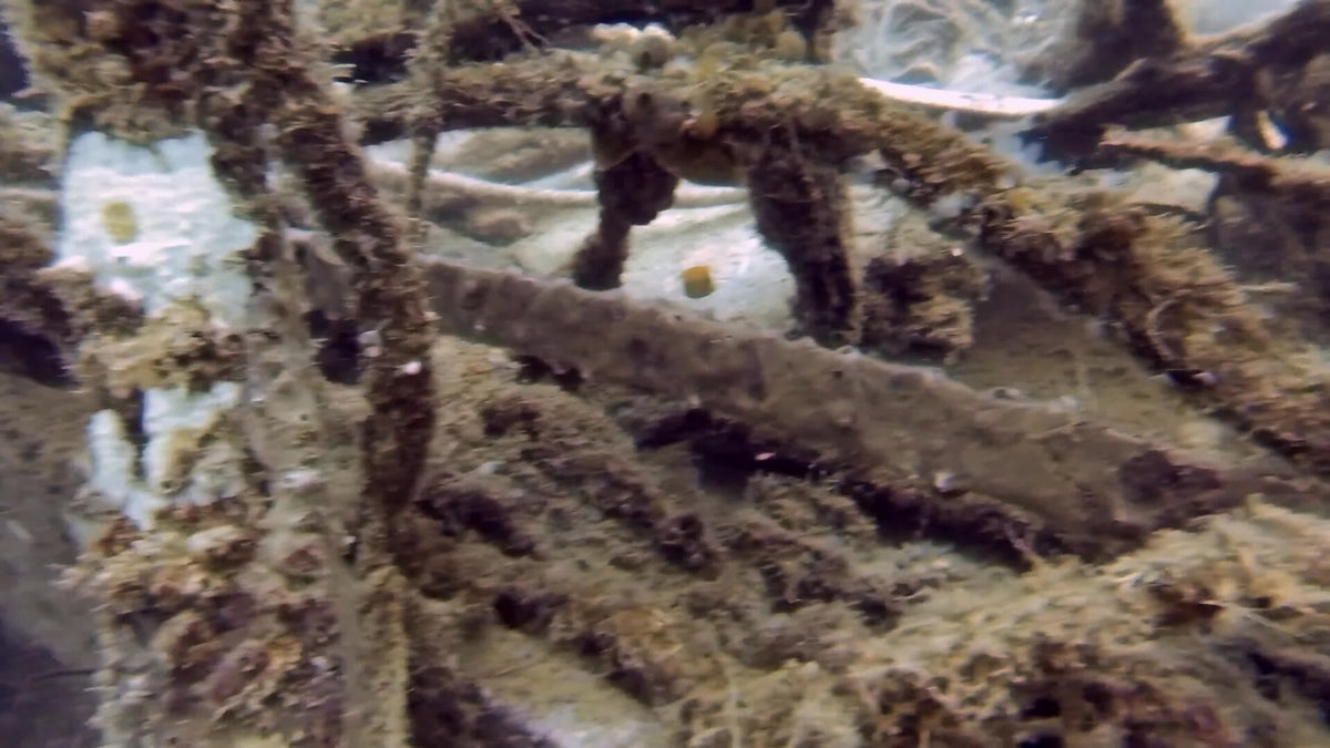 Marine growth on a submerged wreck structure at Tenggol