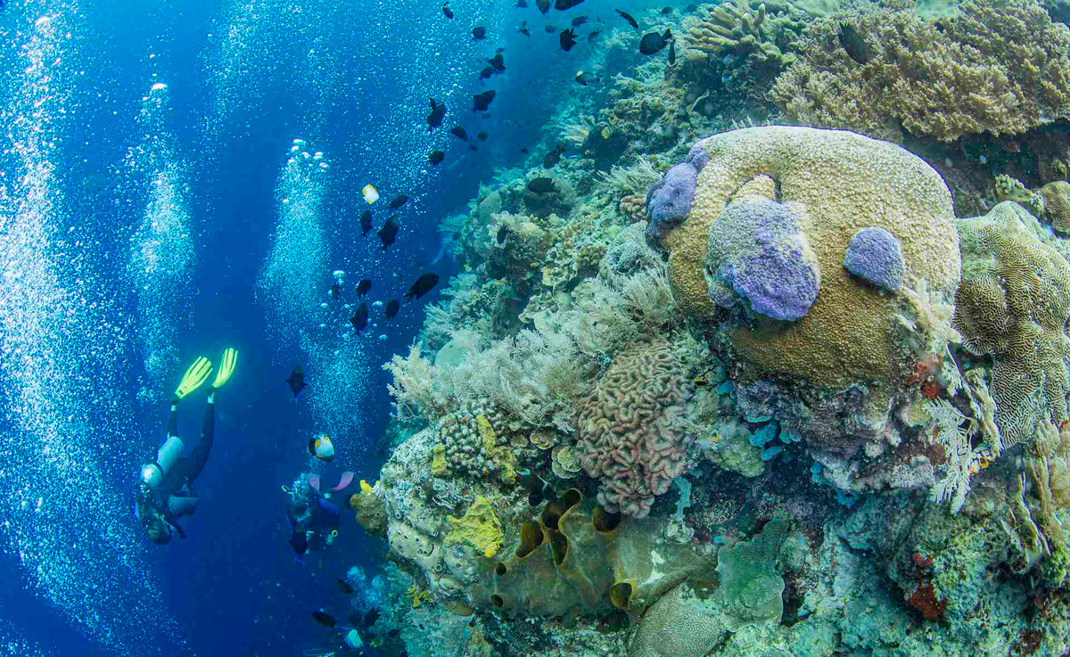 Divers in Bunaken Marine Park with Thalassa Dive Resorts