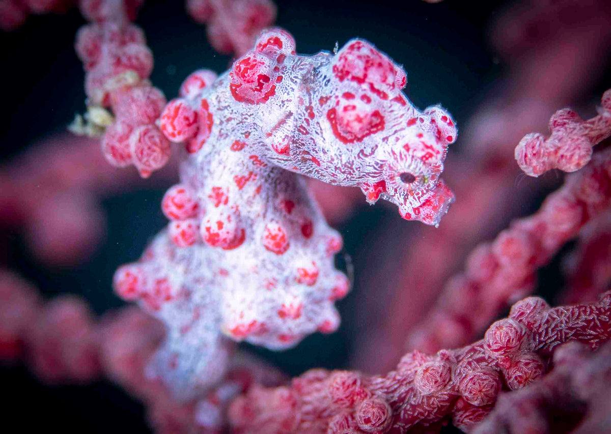Pygmy seahorse in Lembeh Strait
