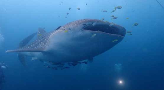 Tiare — Halmahera - Misool - Raja Ampat — Ternate to Sorong — 12 Nights