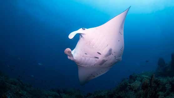 Tiare — Halmahera - Misool - Raja Ampat — Ternate to Sorong — 12 Nights
