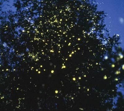 Firefly River Tour