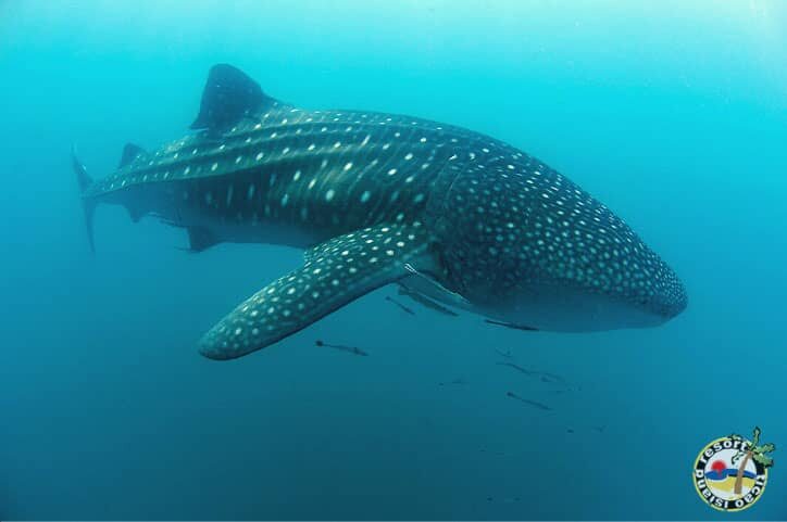 Donsol Whale-Shark Snorkelling