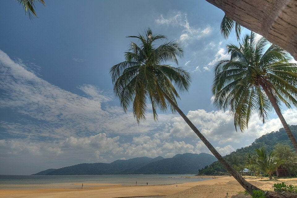 Palm trees beside the beach on Tioman Island, Malaysia